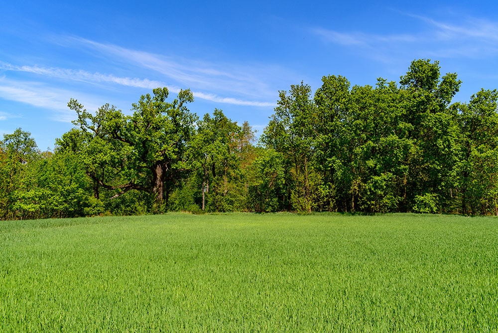 Bomen aan de rand van een grasveld