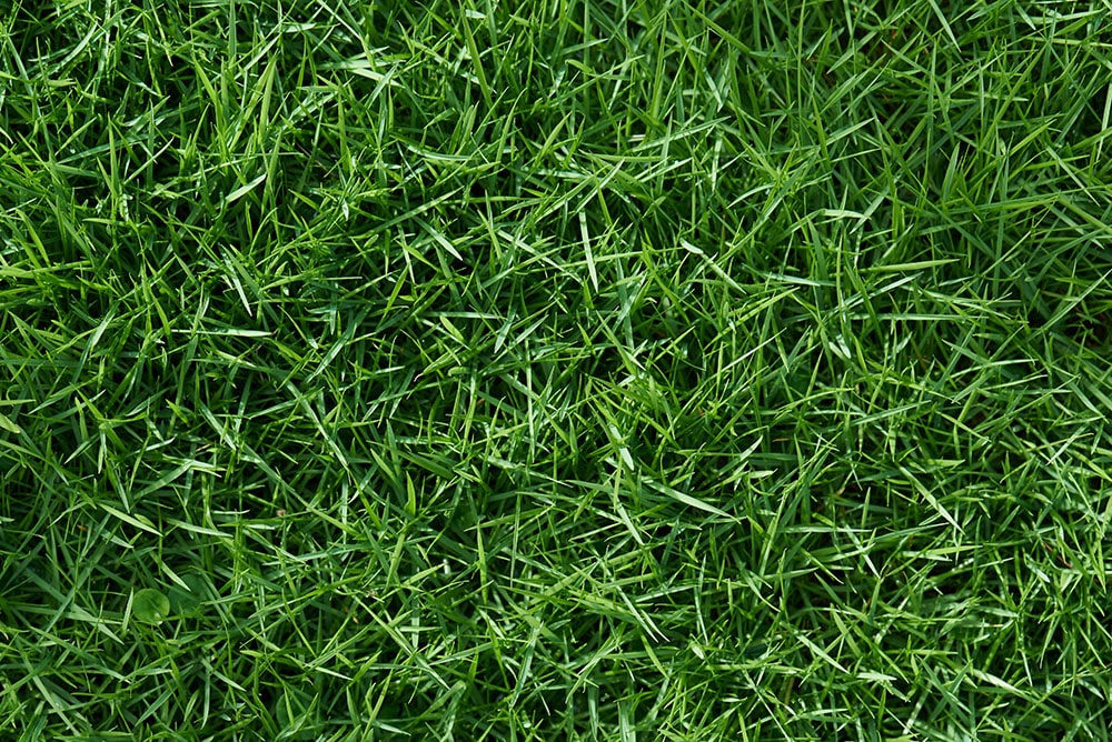 Grasveld